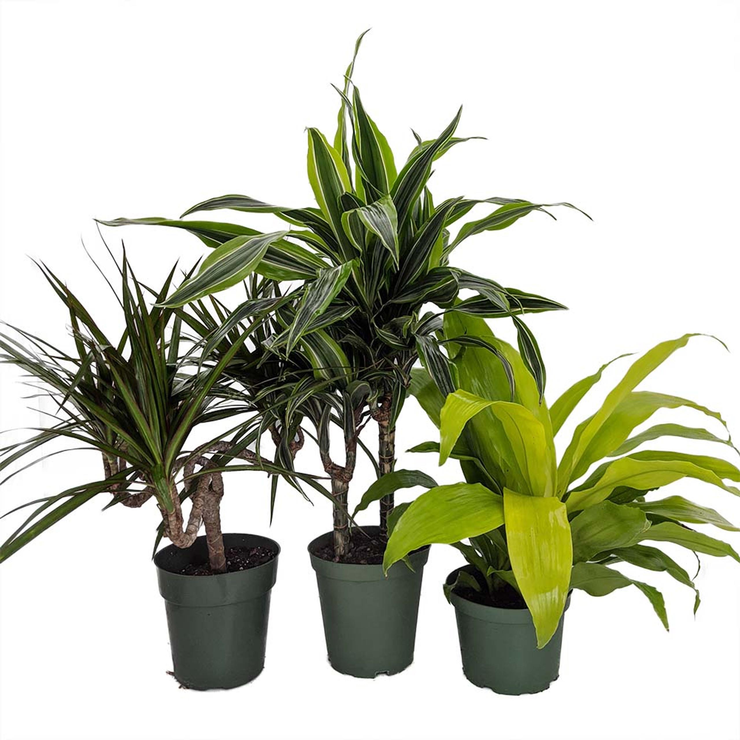 Dracena D12