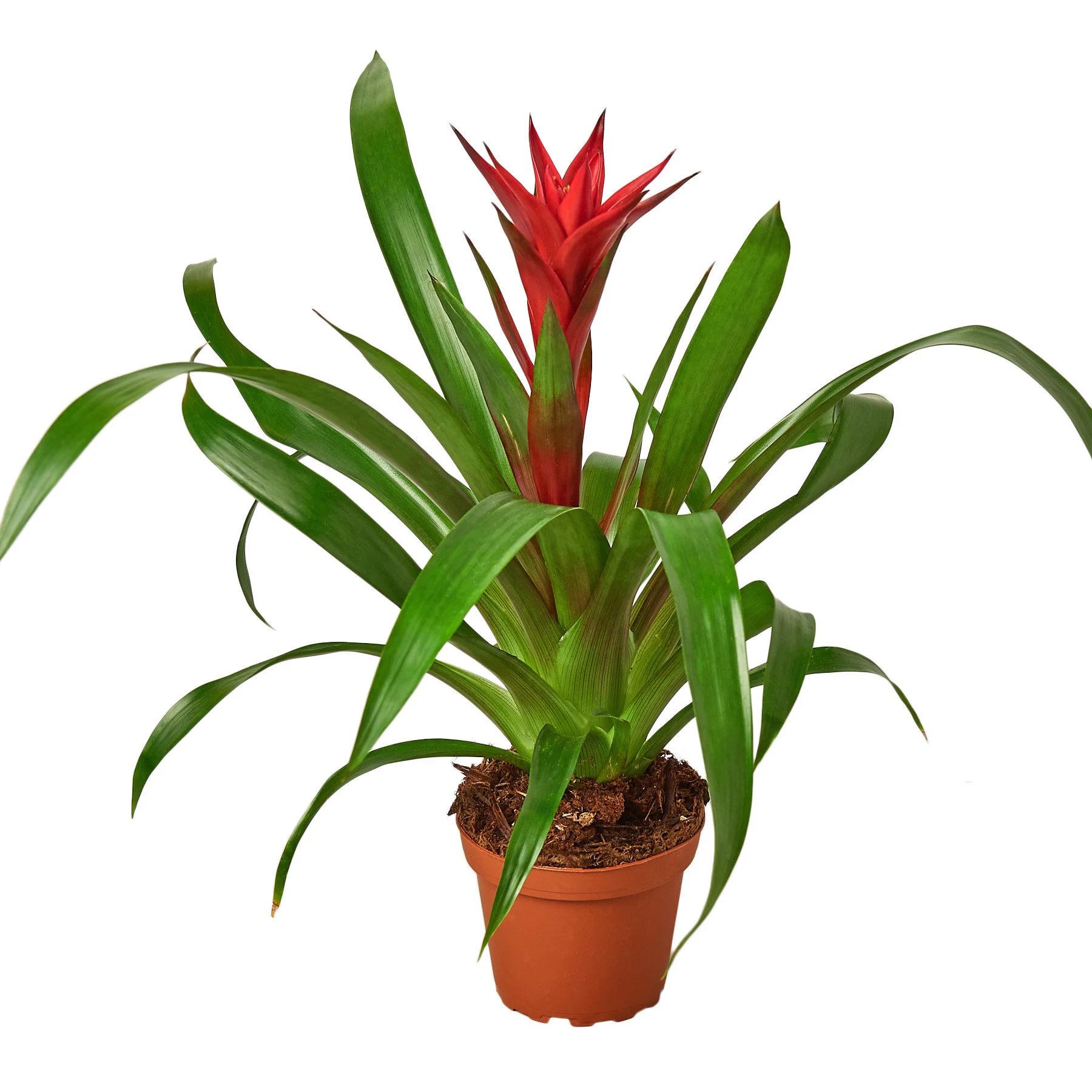 Guzmania Mix D13