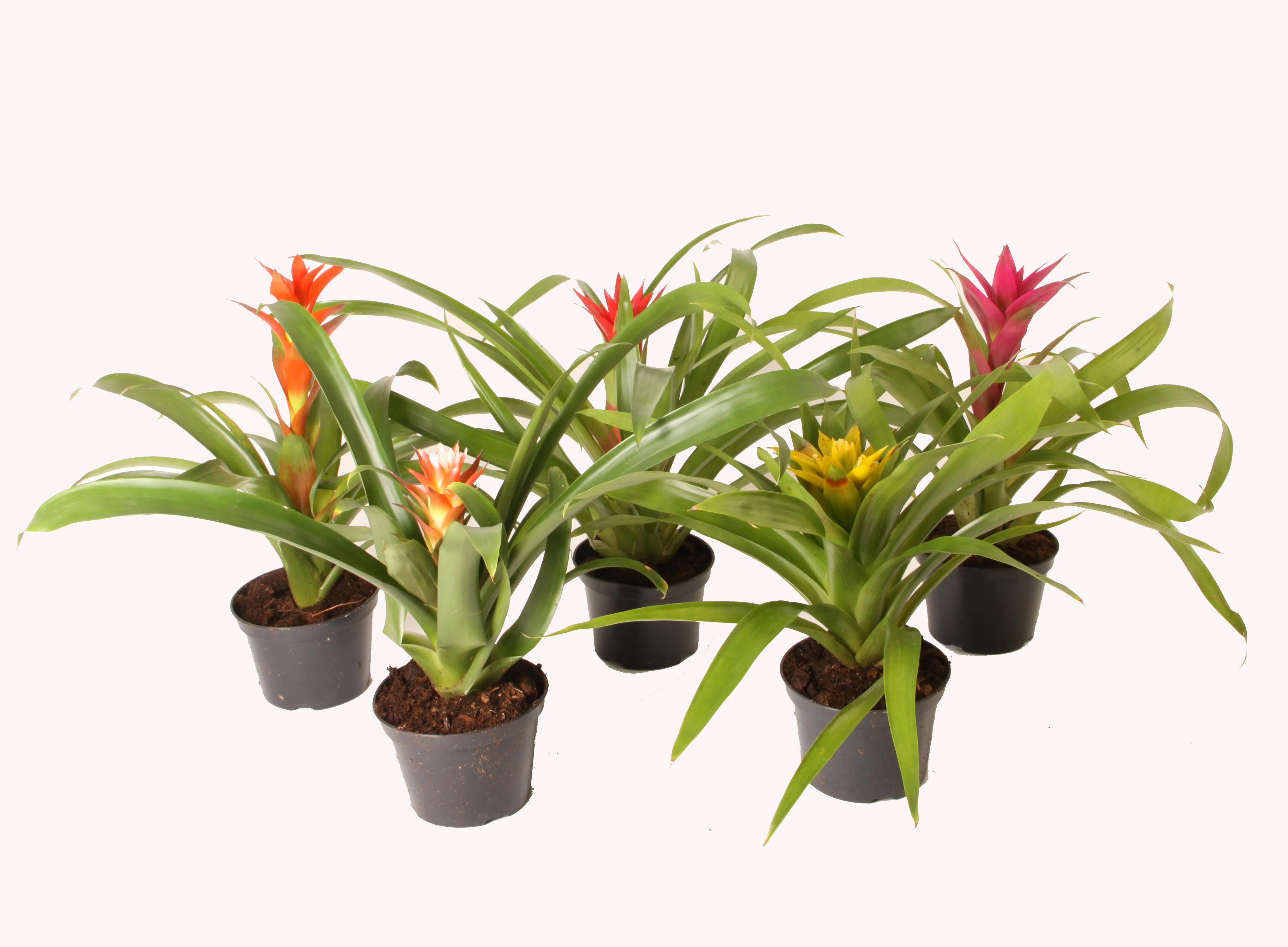 Guzmania Mix D9