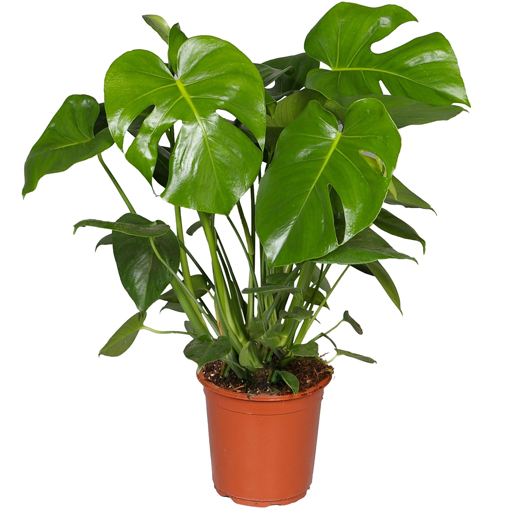 Monstera D17