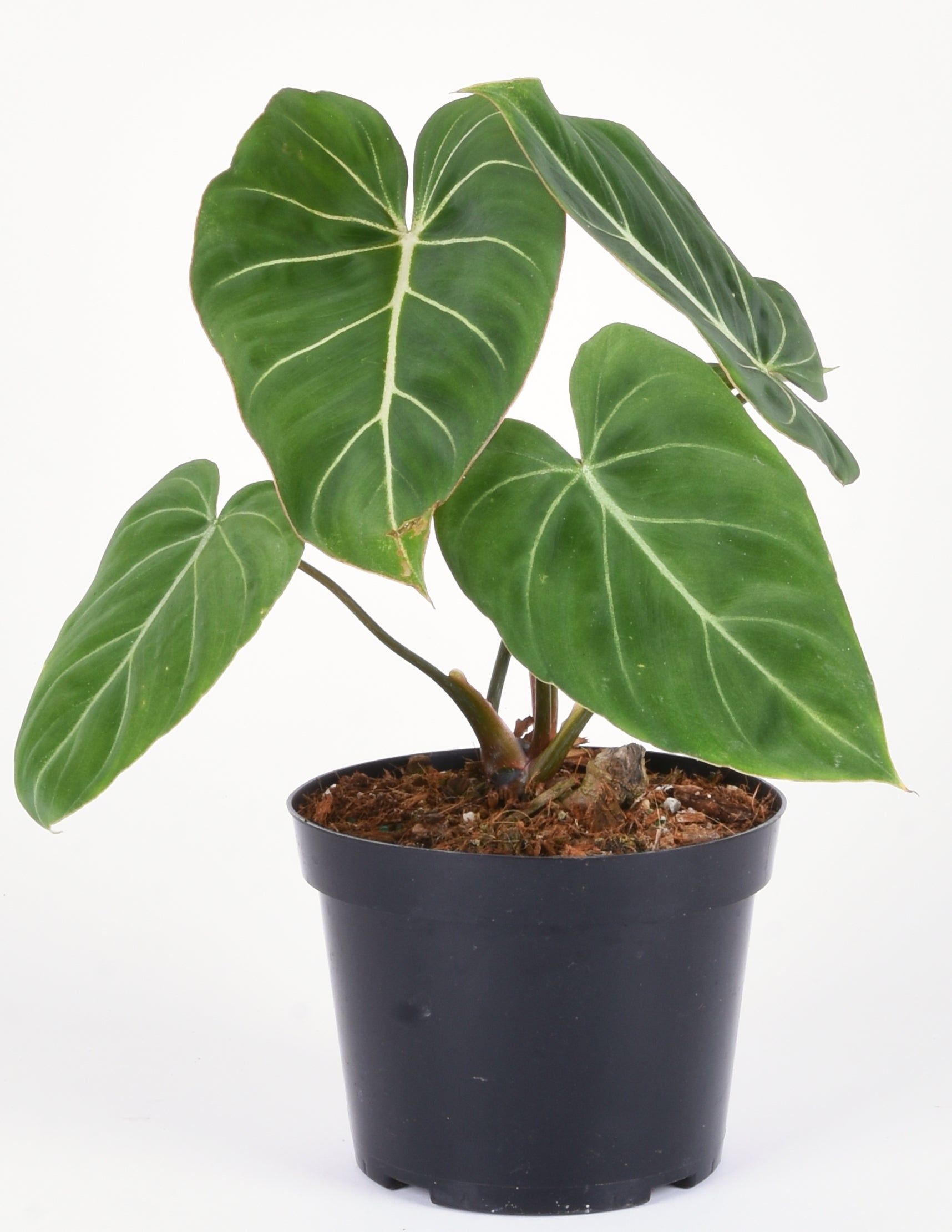 Philodendron D14