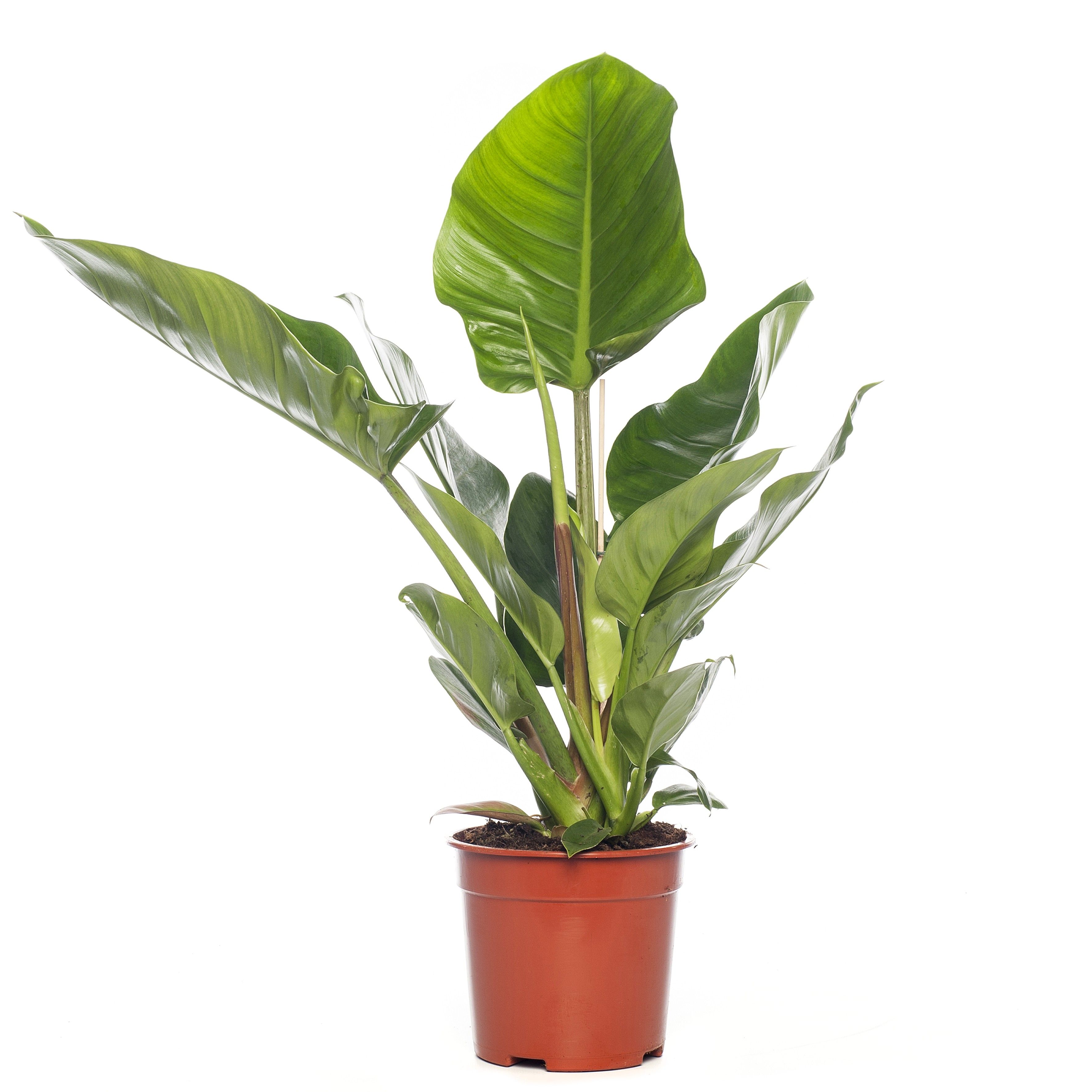 Philodendron D17