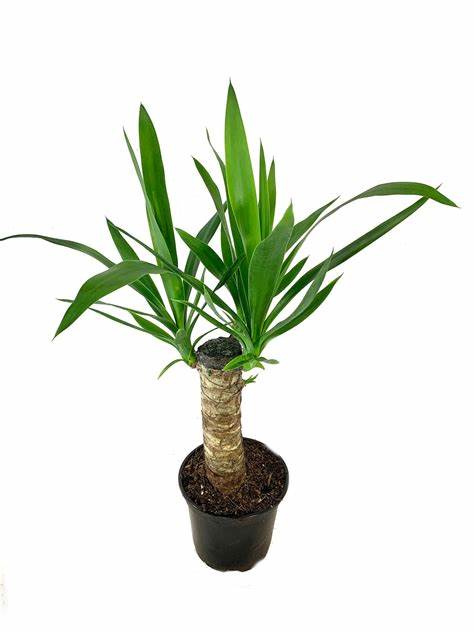 Yucca D14