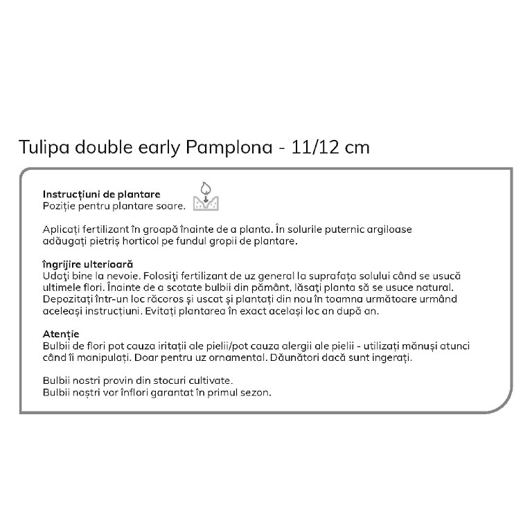 Bulb VERVE Lalea Pamplona, rosu