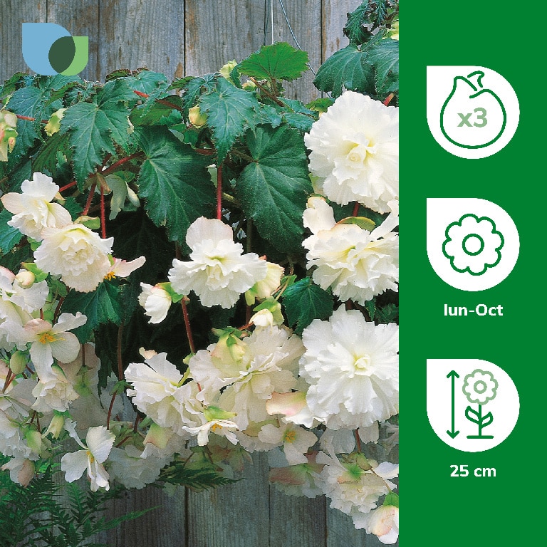 Bulb Begonia Cascading, alb