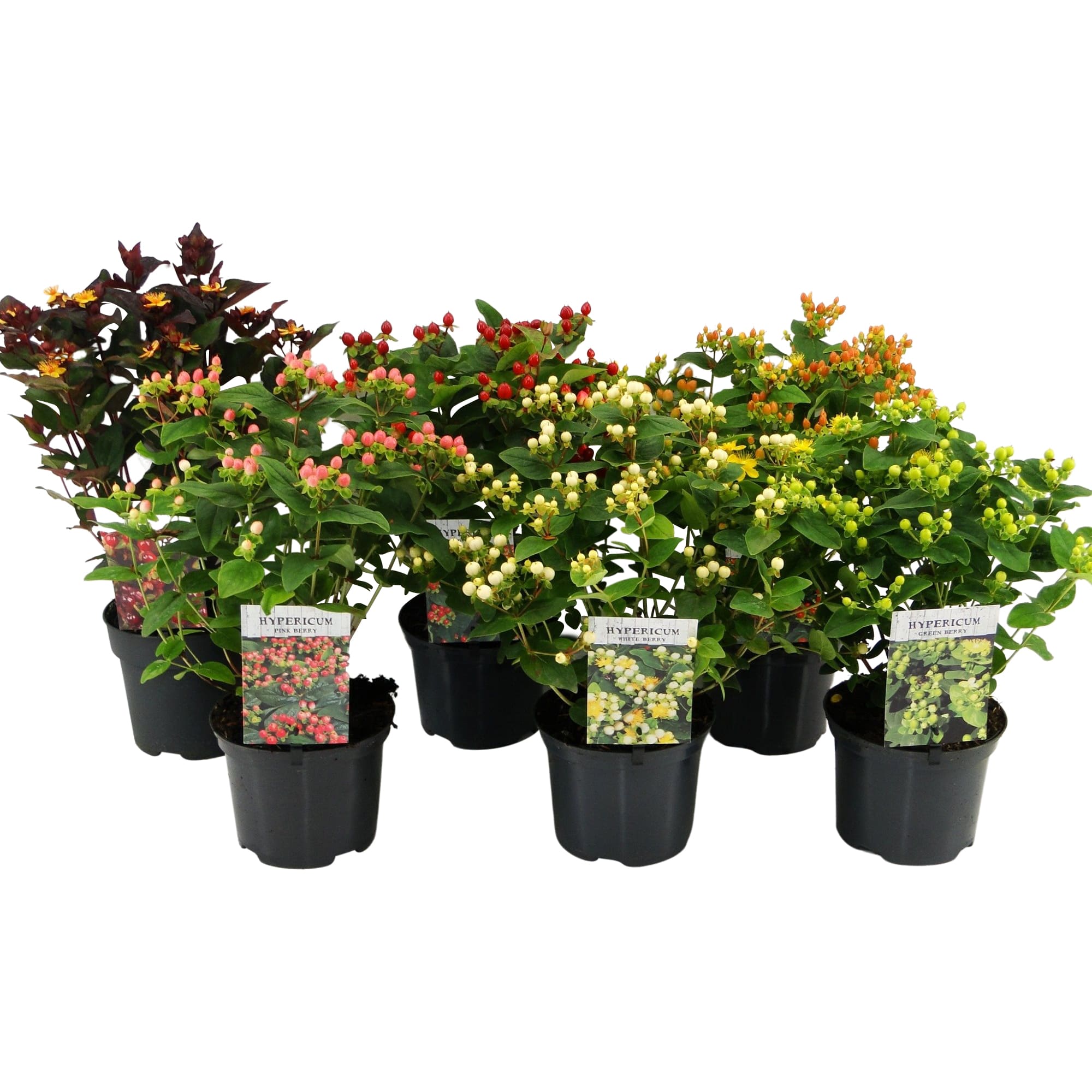 Mix sunatoare, in ghiveci