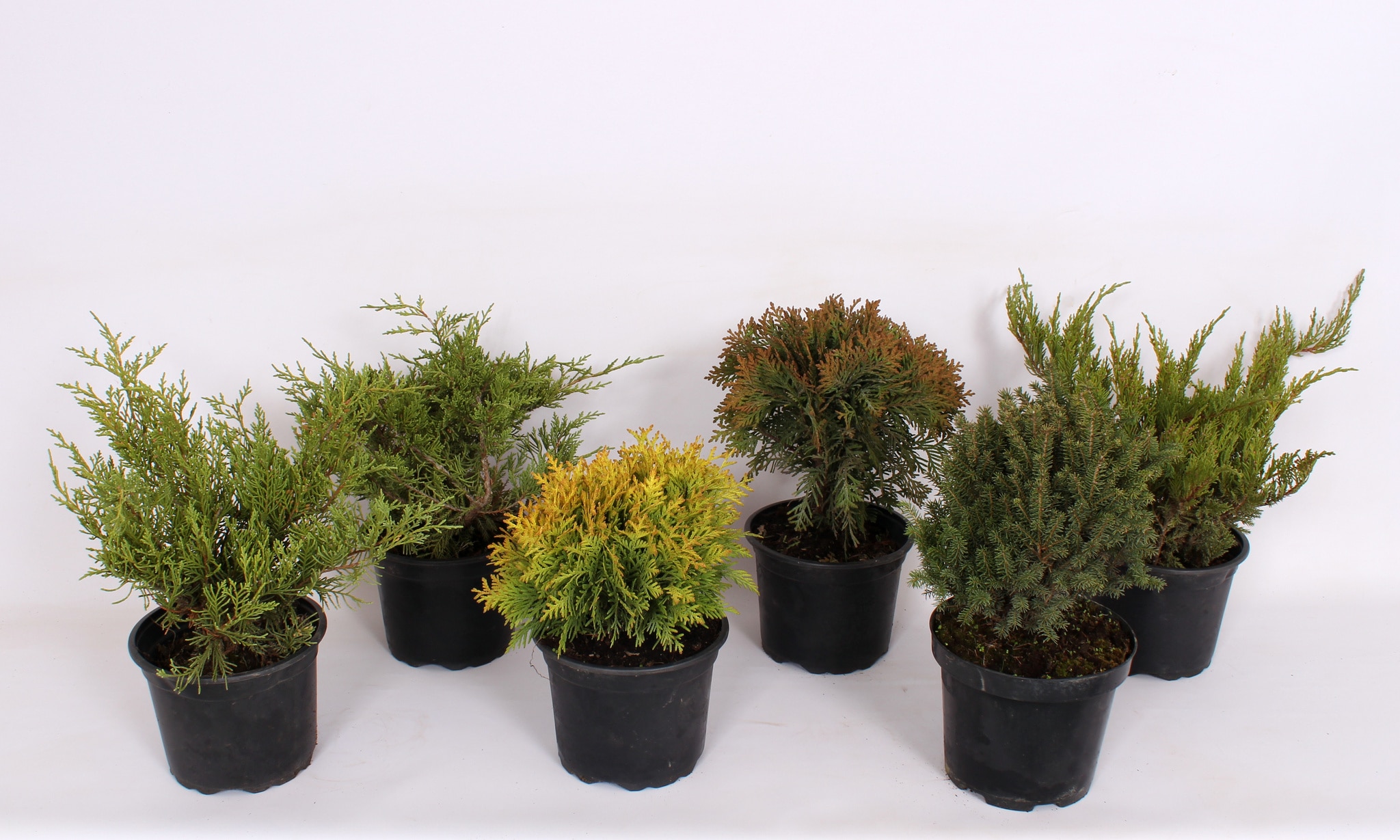 Mix conifer 2L, in ghiveci
