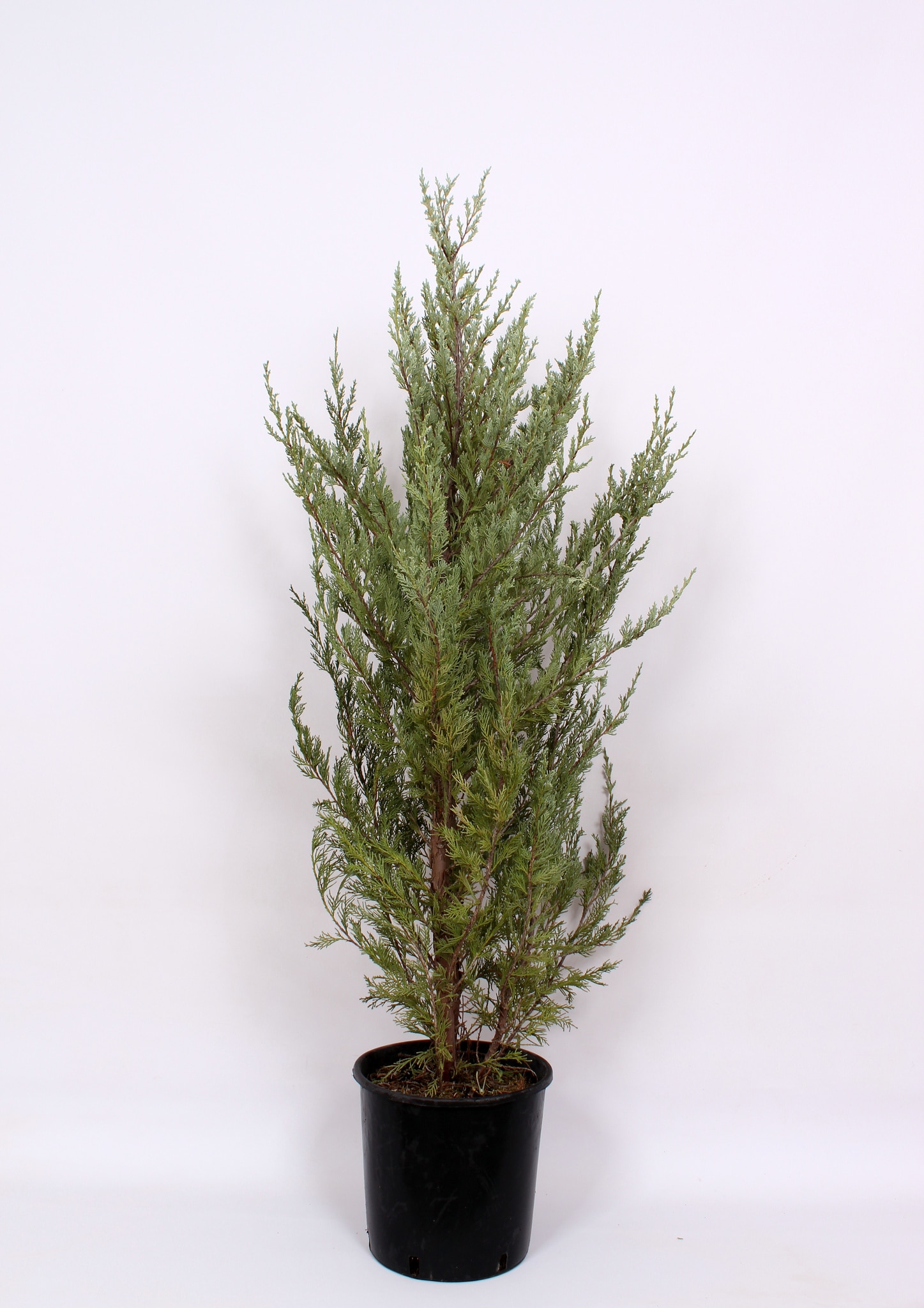 Ienupar Moonglow, in ghiveci, inaltime 120 - 140 cm