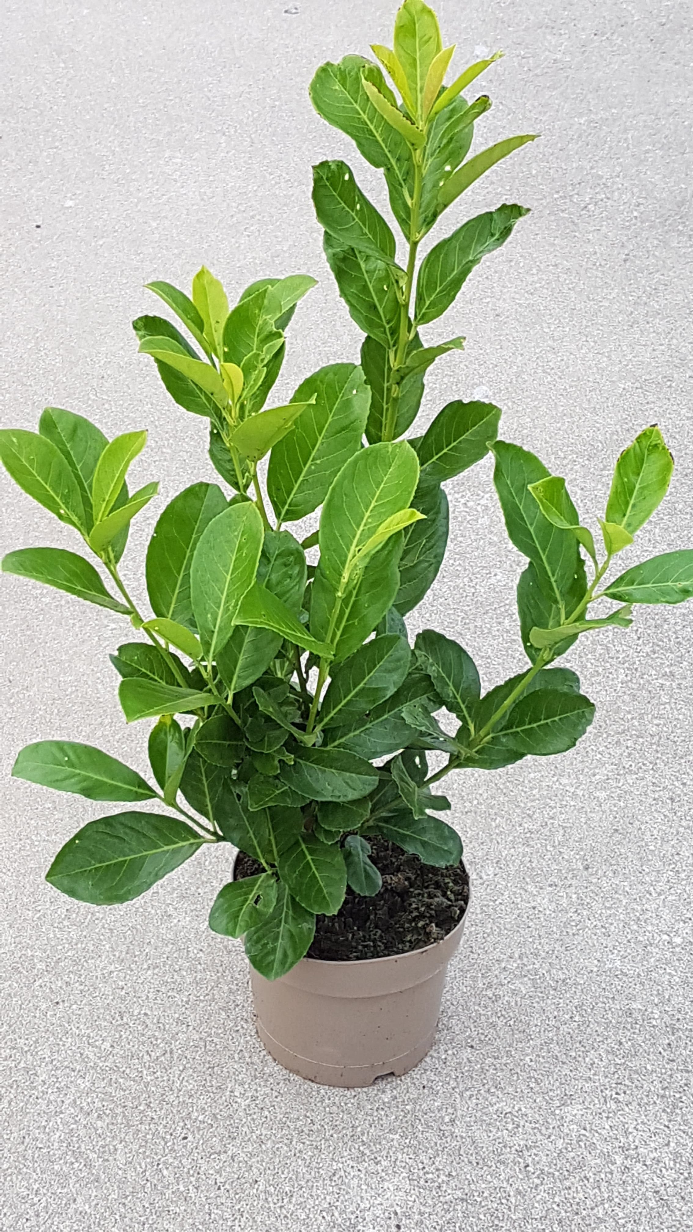 Laur englezesc, in ghiveci