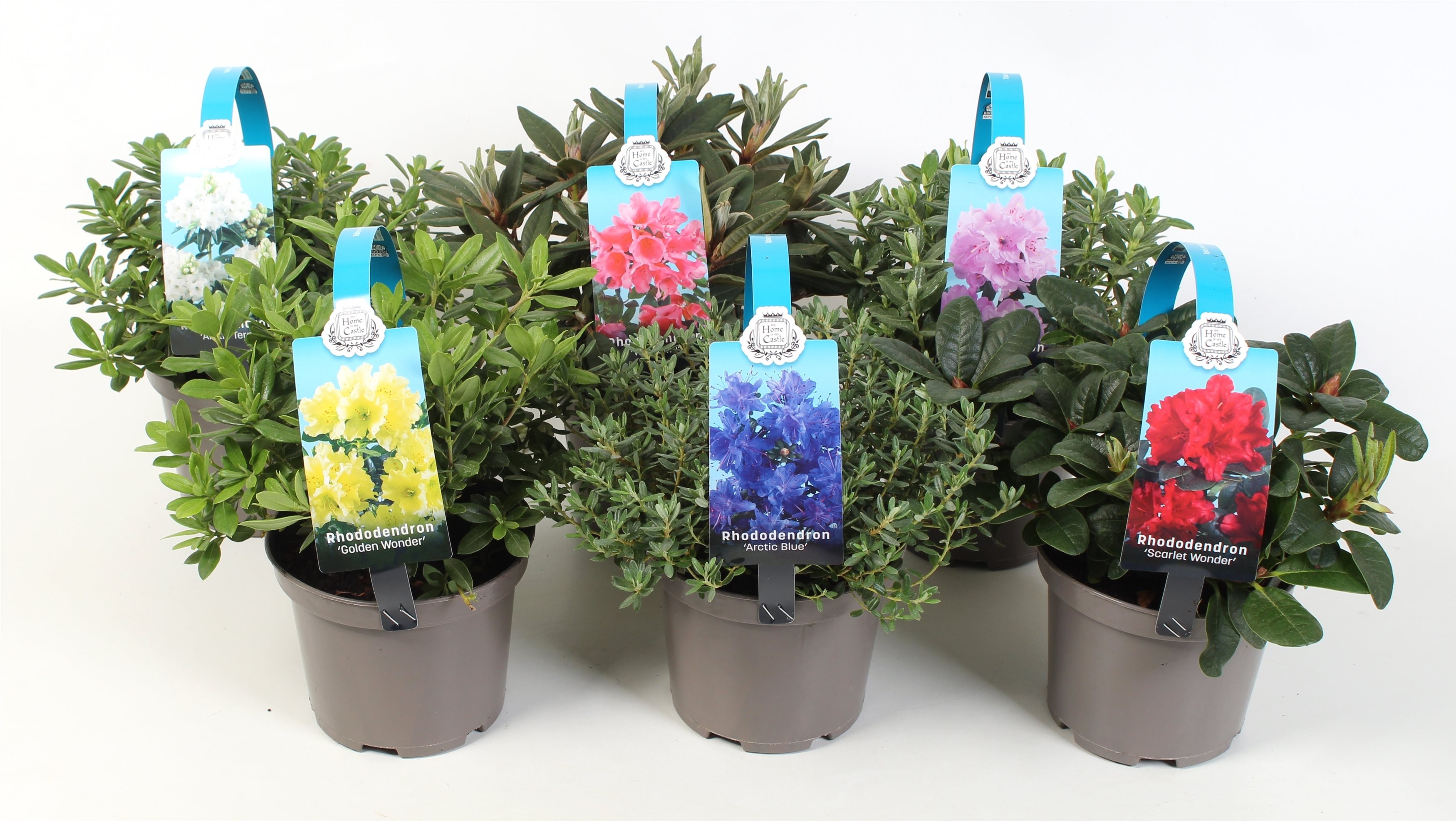 Mix Rododendron Pitic, in ghiveci