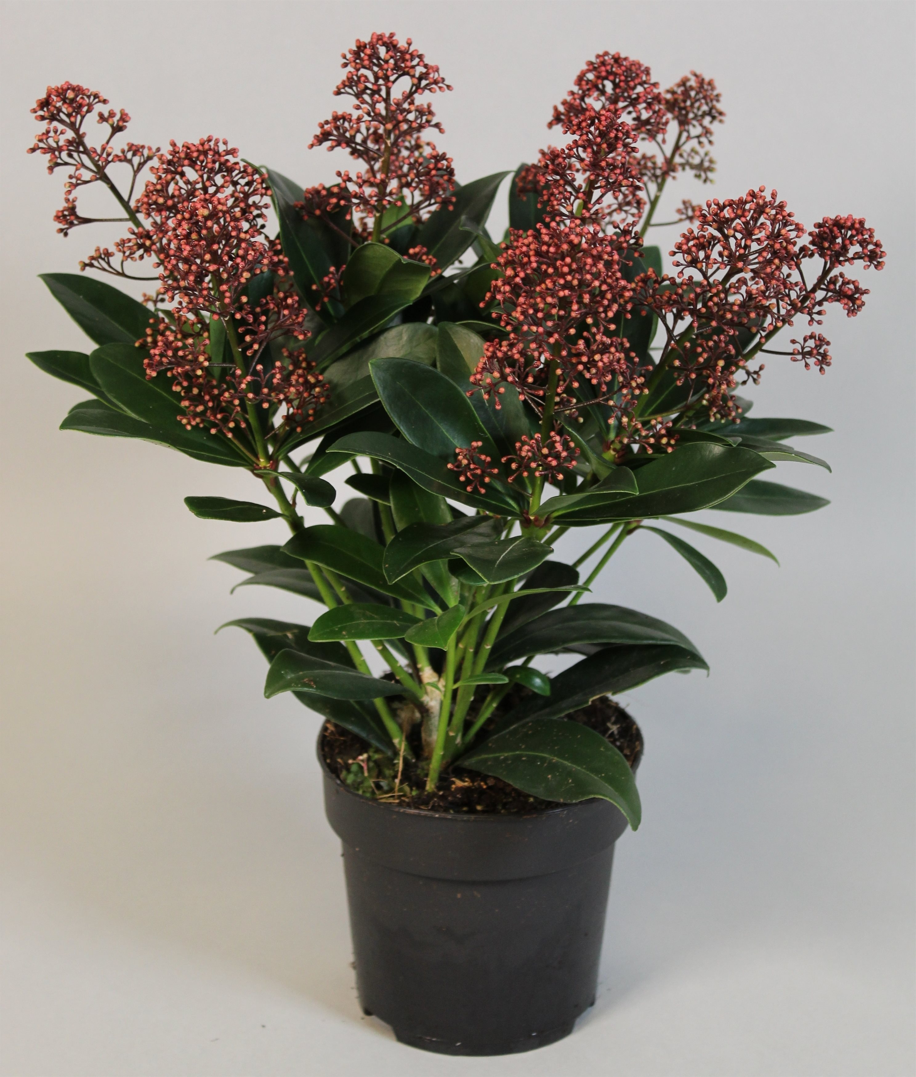 Liliac japonez, in ghiveci