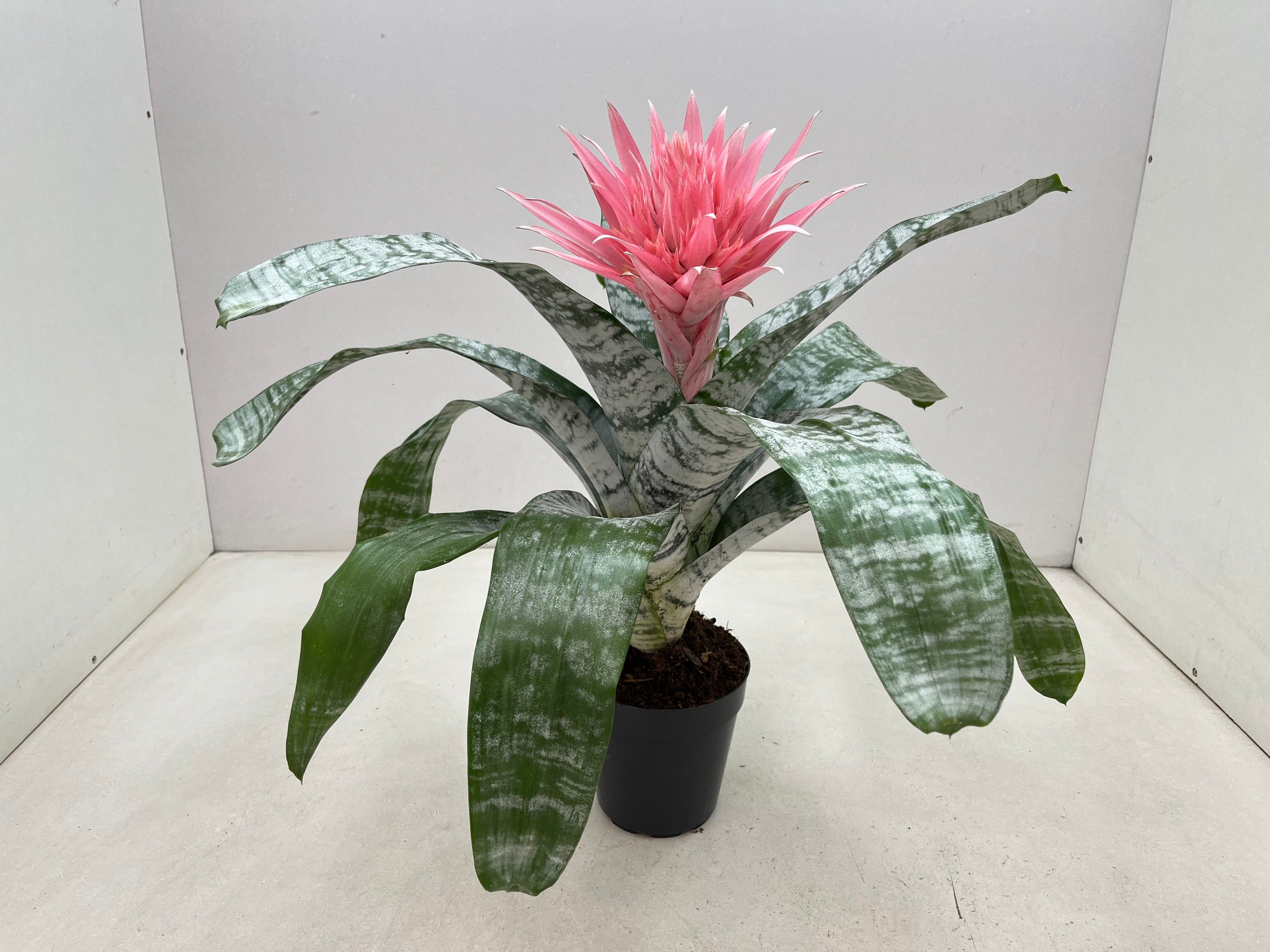 Aechmea Primera