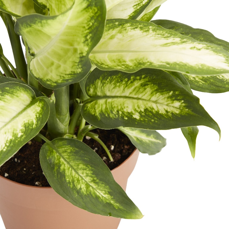 Crin Leopard Asortat