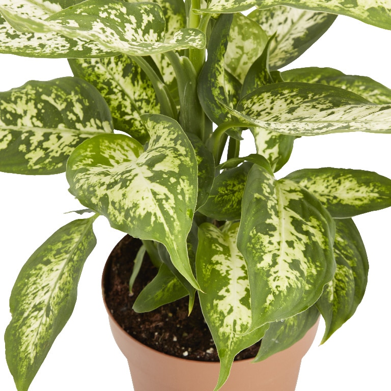 Crin Leopard Asortat