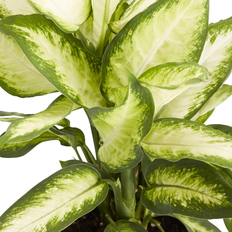 Crin Leopard Asortat