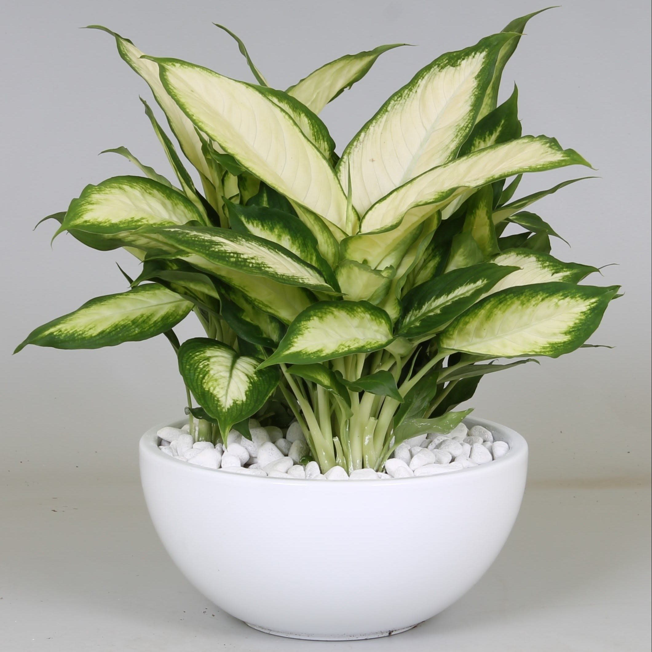 Aranjament floral, in ghiveci