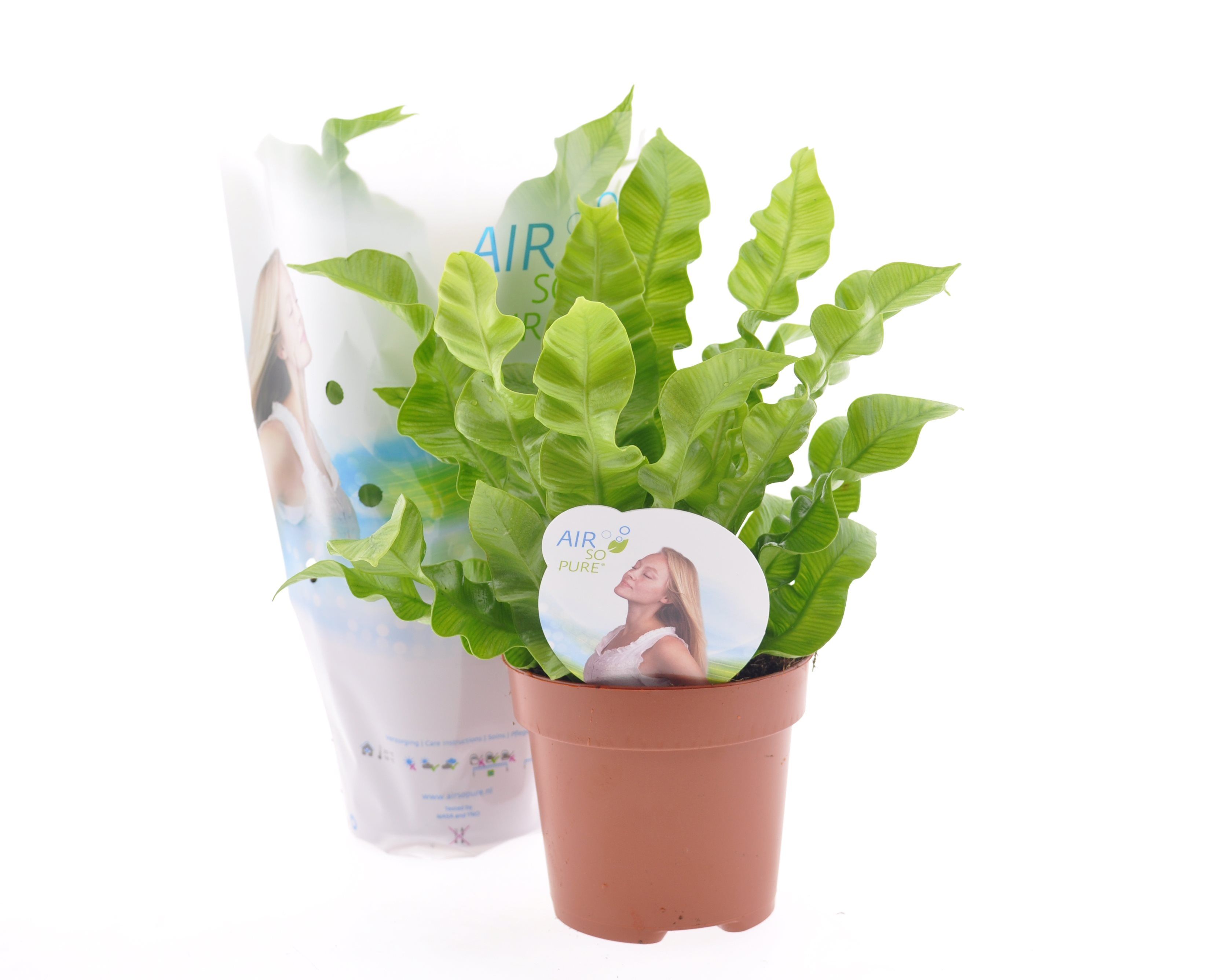 Asplenium Parvati, in ghiveci