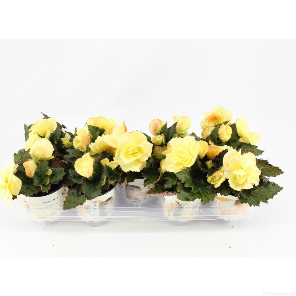 Begonia Fragrant Parfum De Lamaie