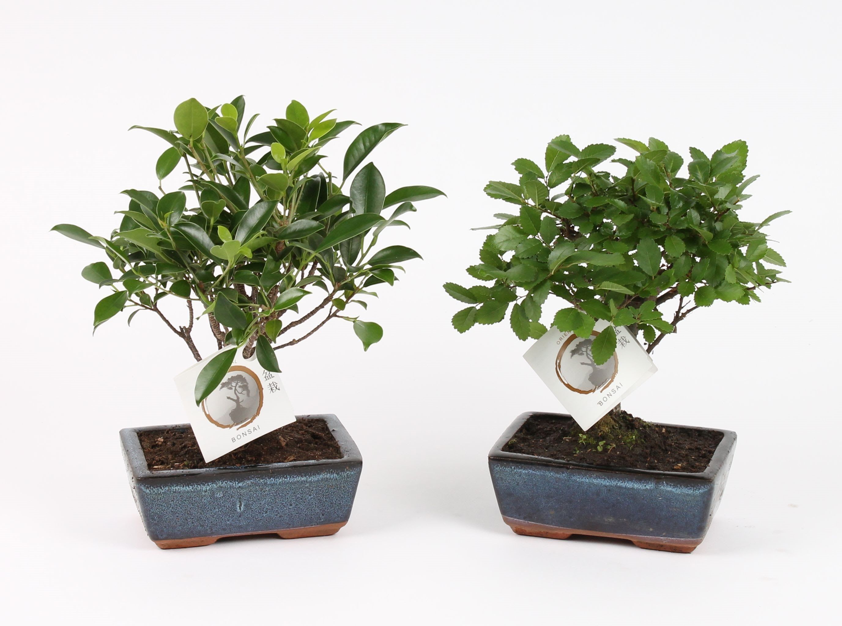 Mix Bonsai, in ghiveci, 15 cm