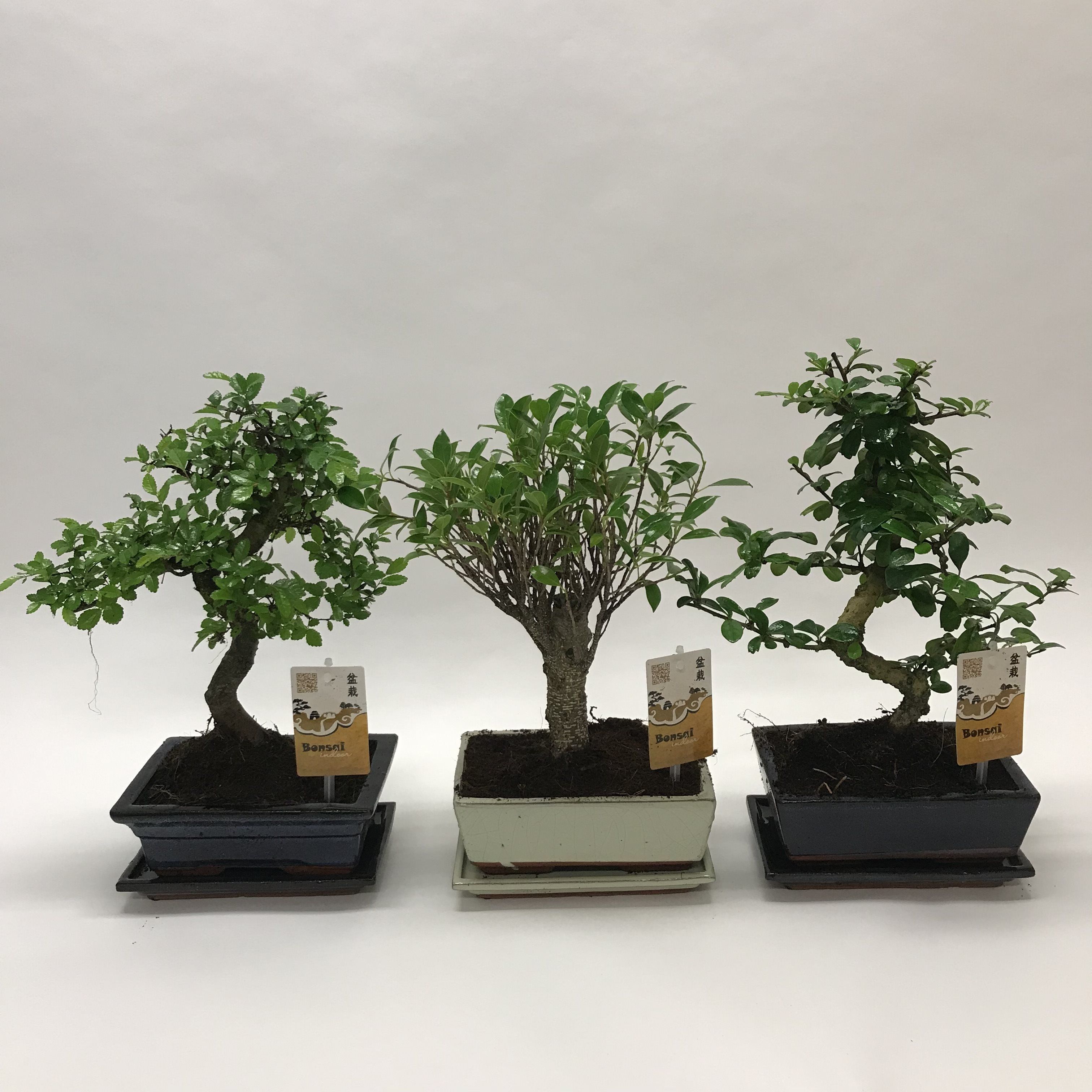 Bonsai, in ghiveci, 20 cm