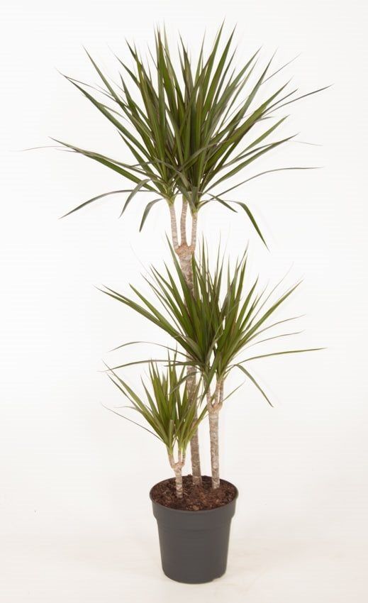 Dracaena Marginata, in ghiveci, 30 cm