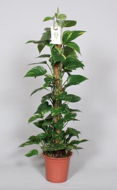 Epipremnum Pinnatum Mosstem, in ghiveci