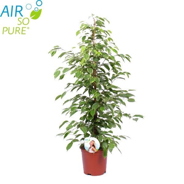 Ficus Benjamina Golden, in ghiveci