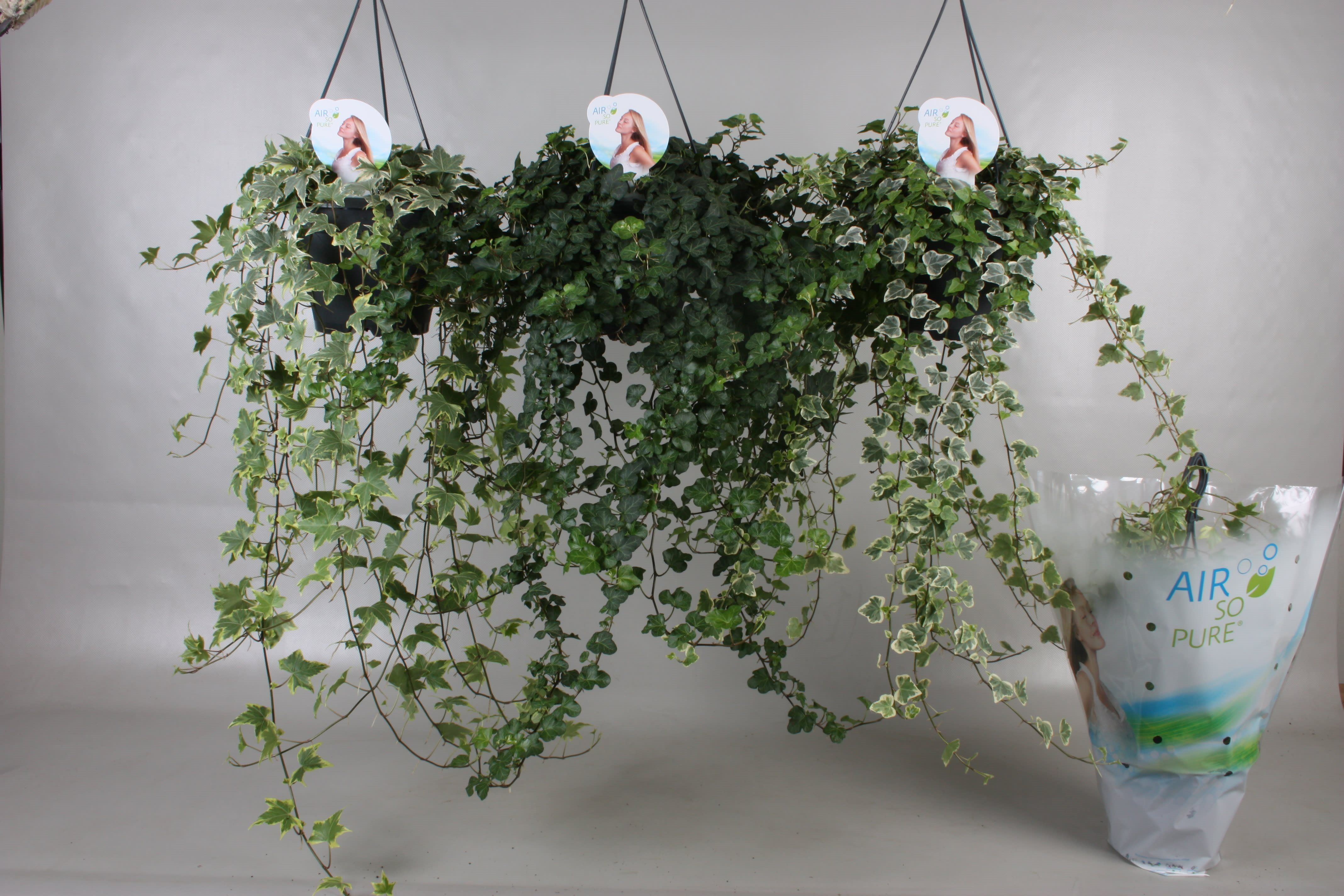 Iedera Helix, in ghiveci