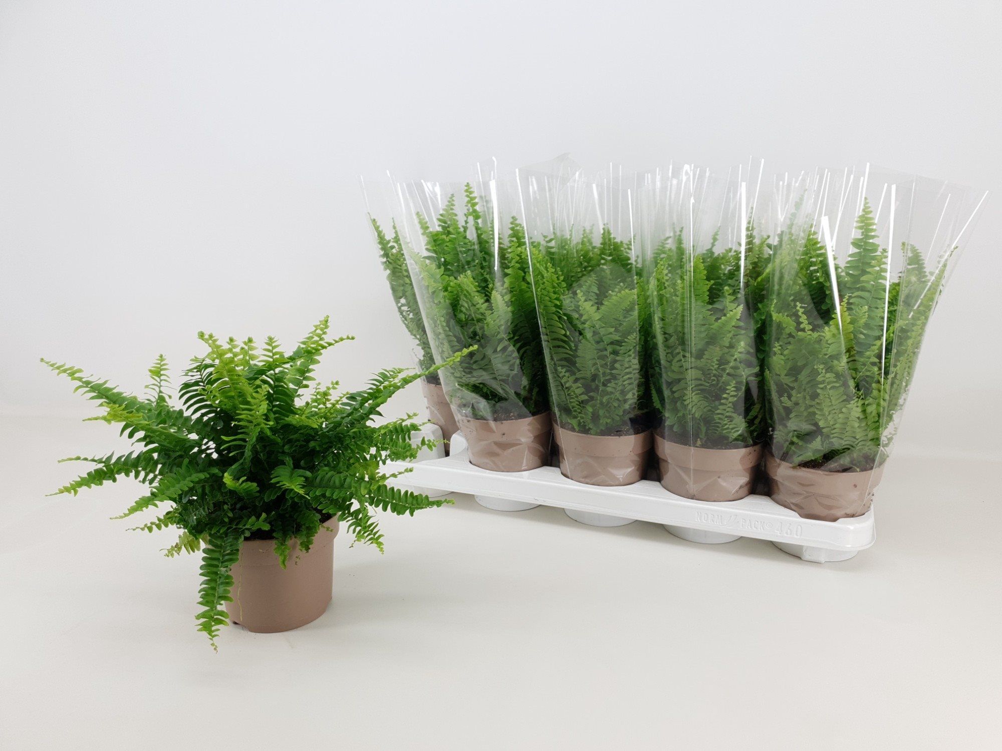 Feriga Spada, in ghiveci, 60 cm