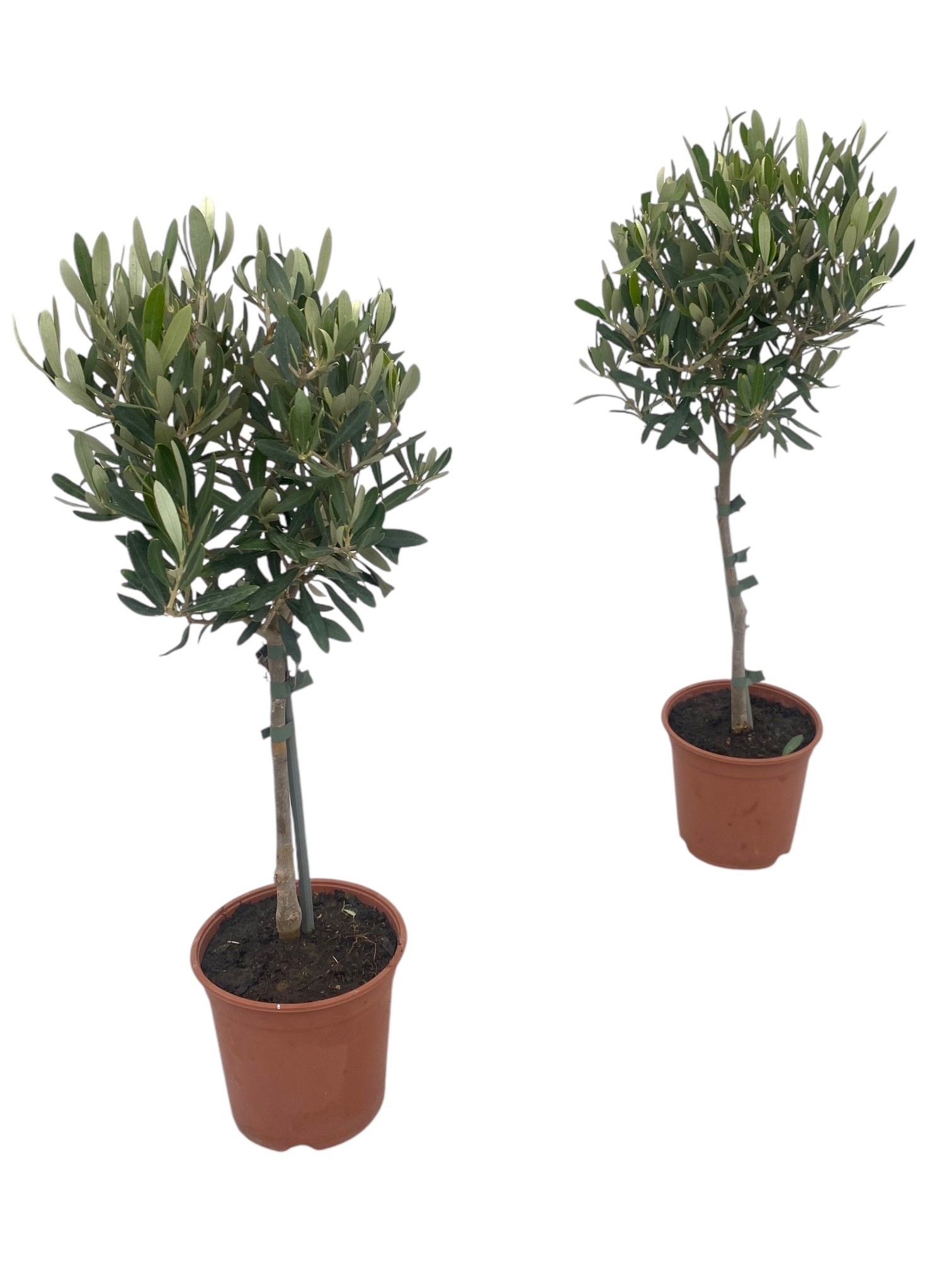 Olea Europaea Mini Stem 50Cm