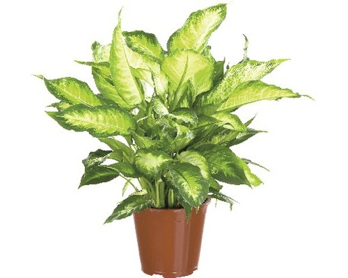 Dieffenbachia D17