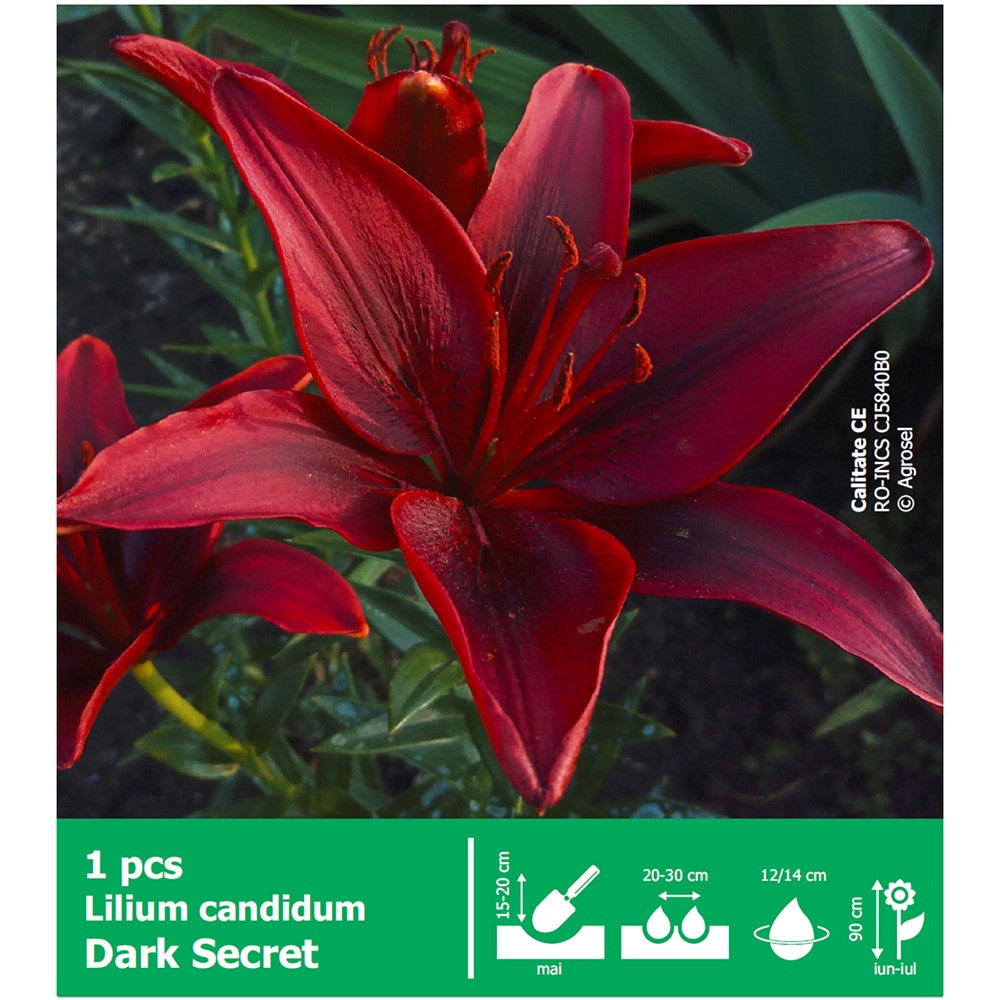 Bulb Crin Dark Secret AGROSEL, rosu, 1 buc