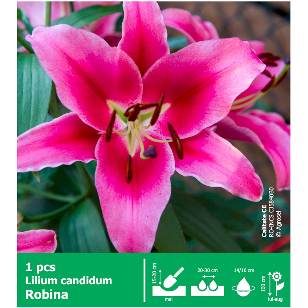 Bulb Crin Robina AGROSEL, roz, 1 buc