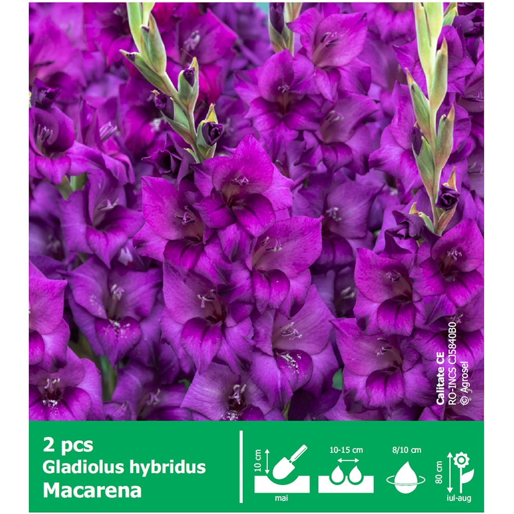 Bulbi Gladiole Macarena AGROSEL, mov, 2 buc