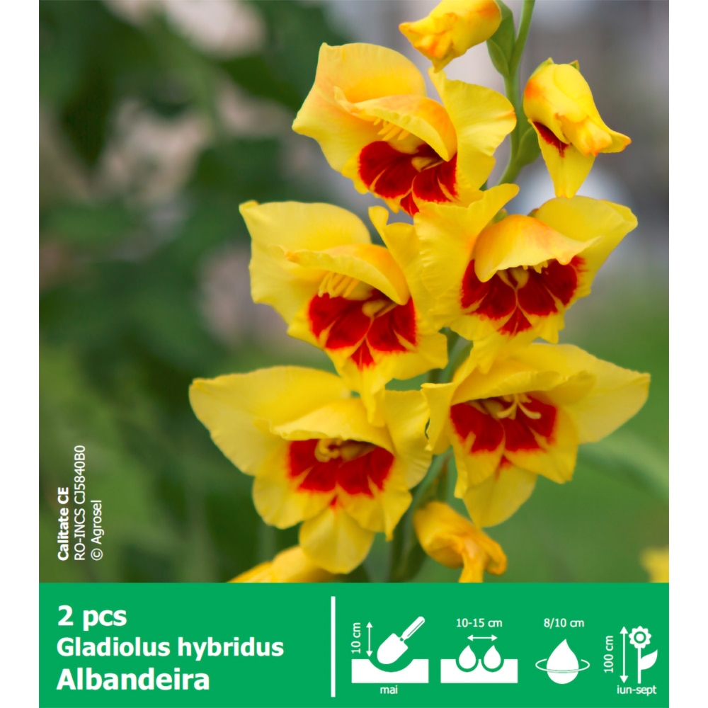 Bulbi Gladiole Albandeira, galben