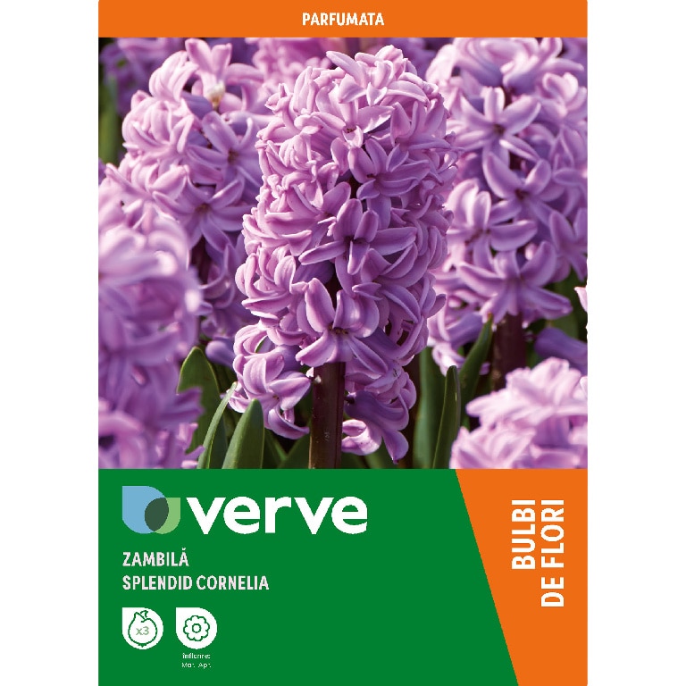 Bulb VERVE Zambila Splendid, mov
