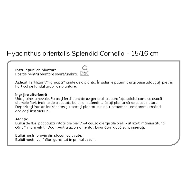 Bulb VERVE Zambila Splendid, mov