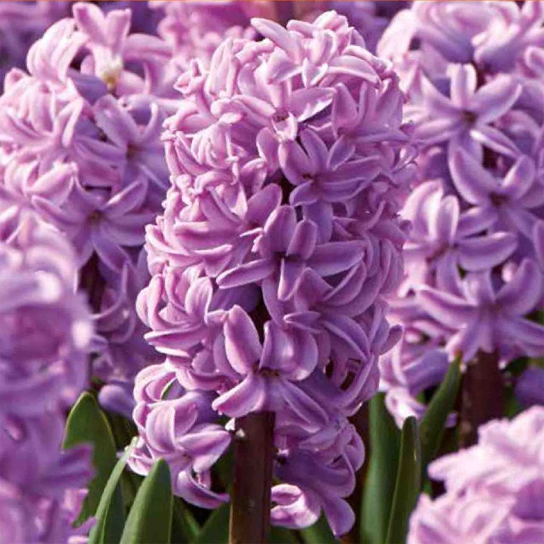 Bulb VERVE Zambila Splendid, mov