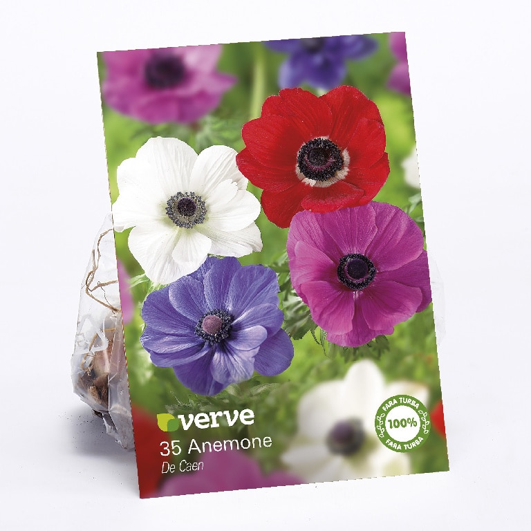 Mix Anemone  Verve