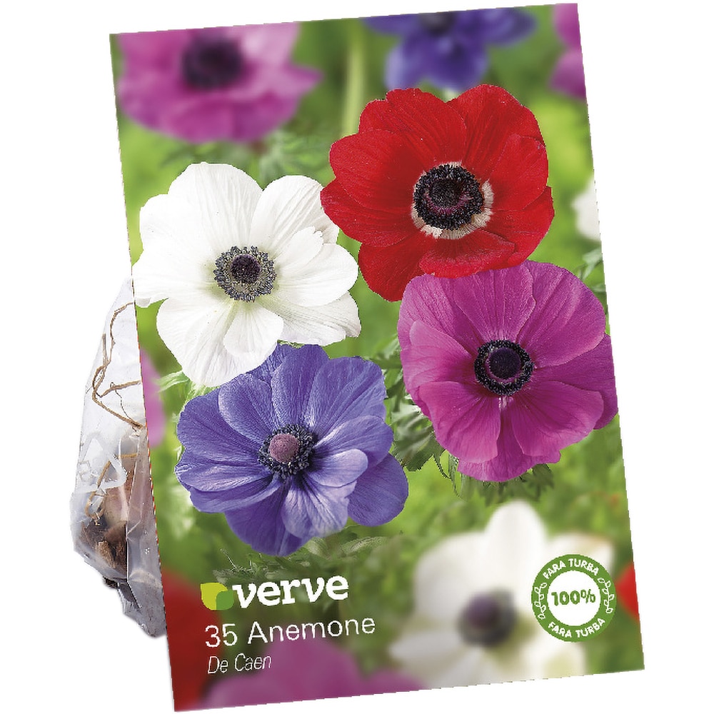 Bulbi Anemone VERVE, multicolor, 35 buc