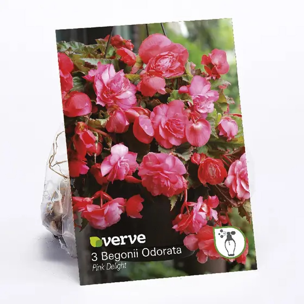 Begonia Odorata VERVE, roz