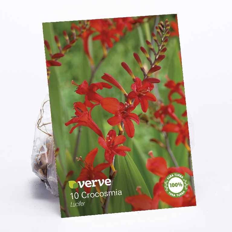 Bulbi VERVE Crocosmia Lucifer, rosu