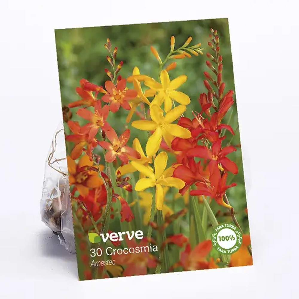 Crocosmia VERVE, mix