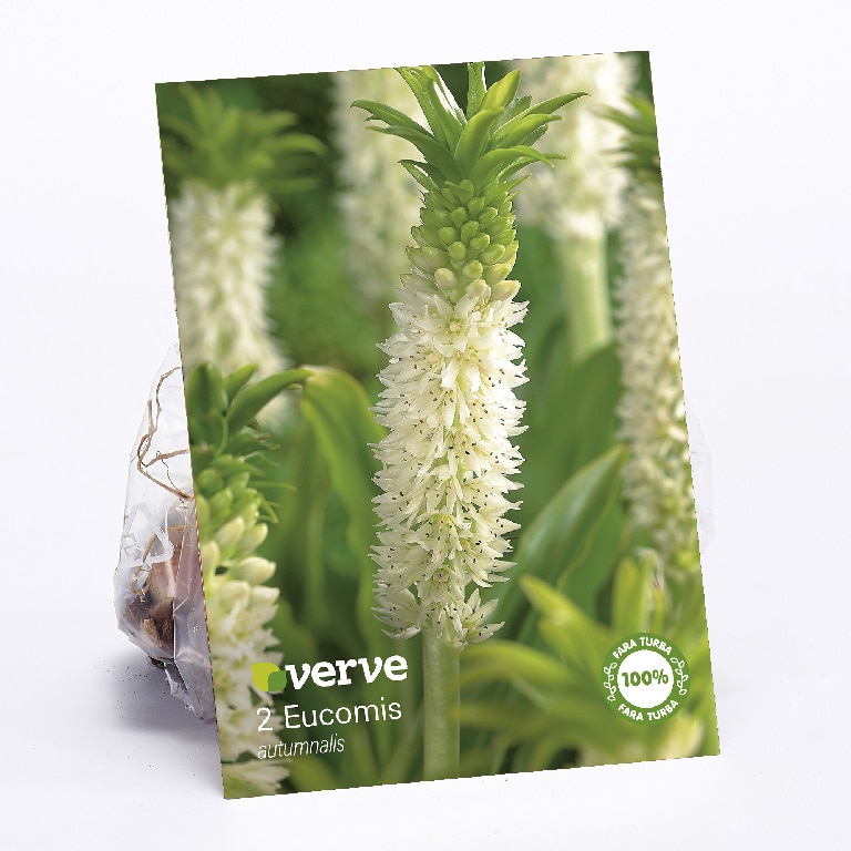 Bulbi VERVE Eucomis Autumnalis, alb