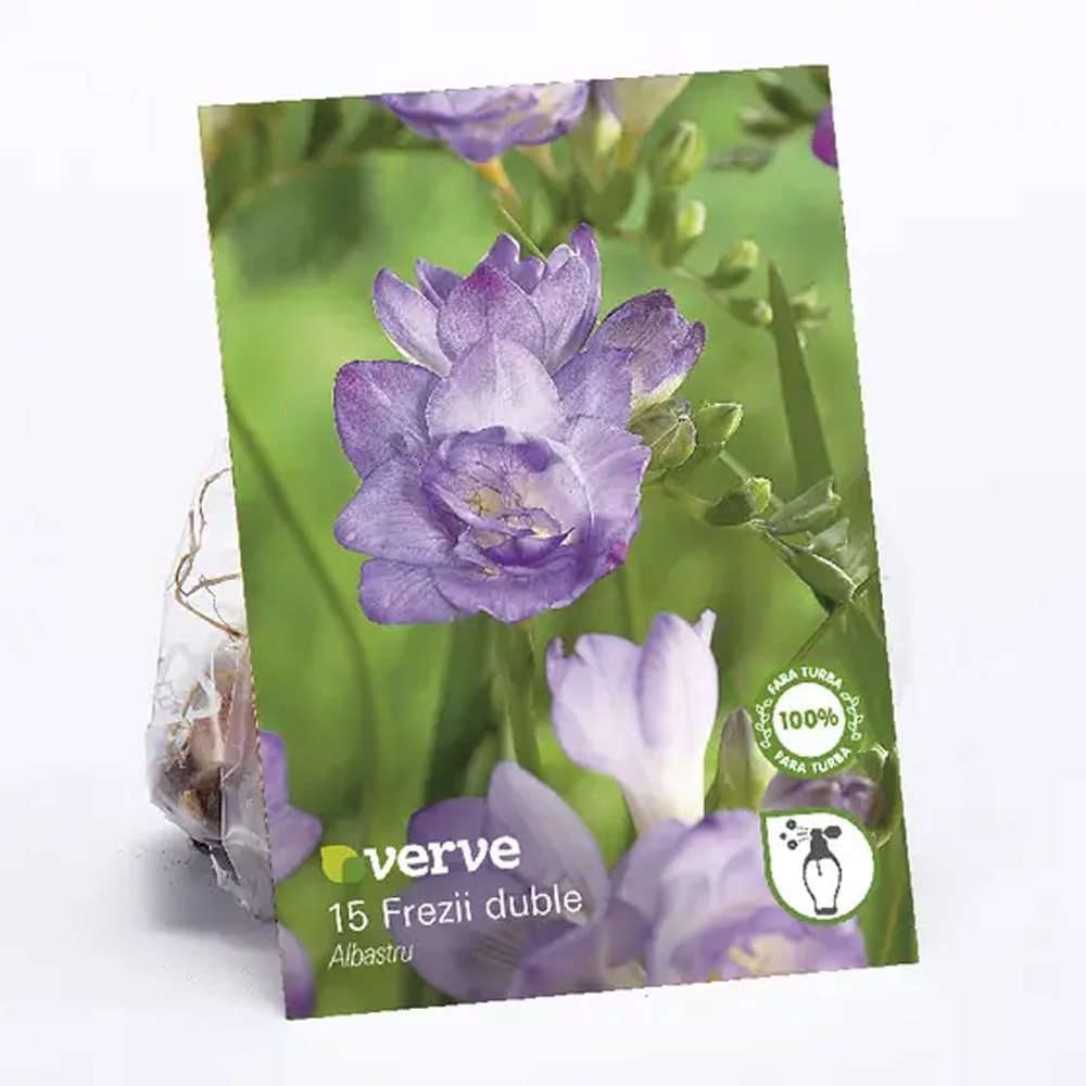 Bulbi Frezie VERVE, albastru