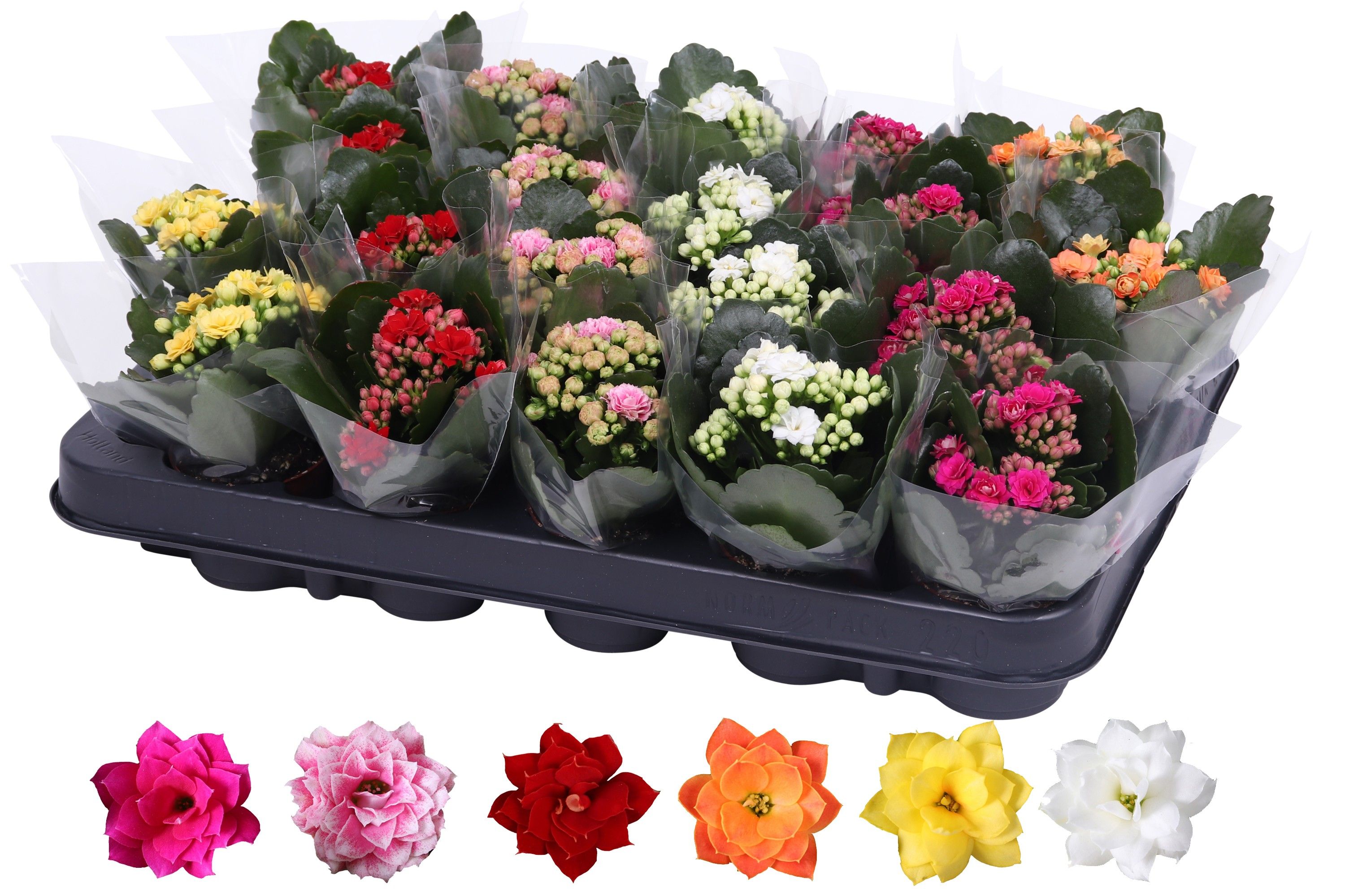 Mix dublu Kalanchoe Caladiva, 15 cm