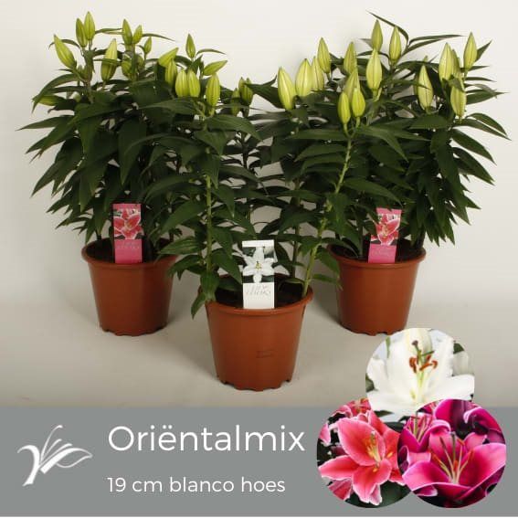 Mix Crin imperial, in ghiveci, 19 cm