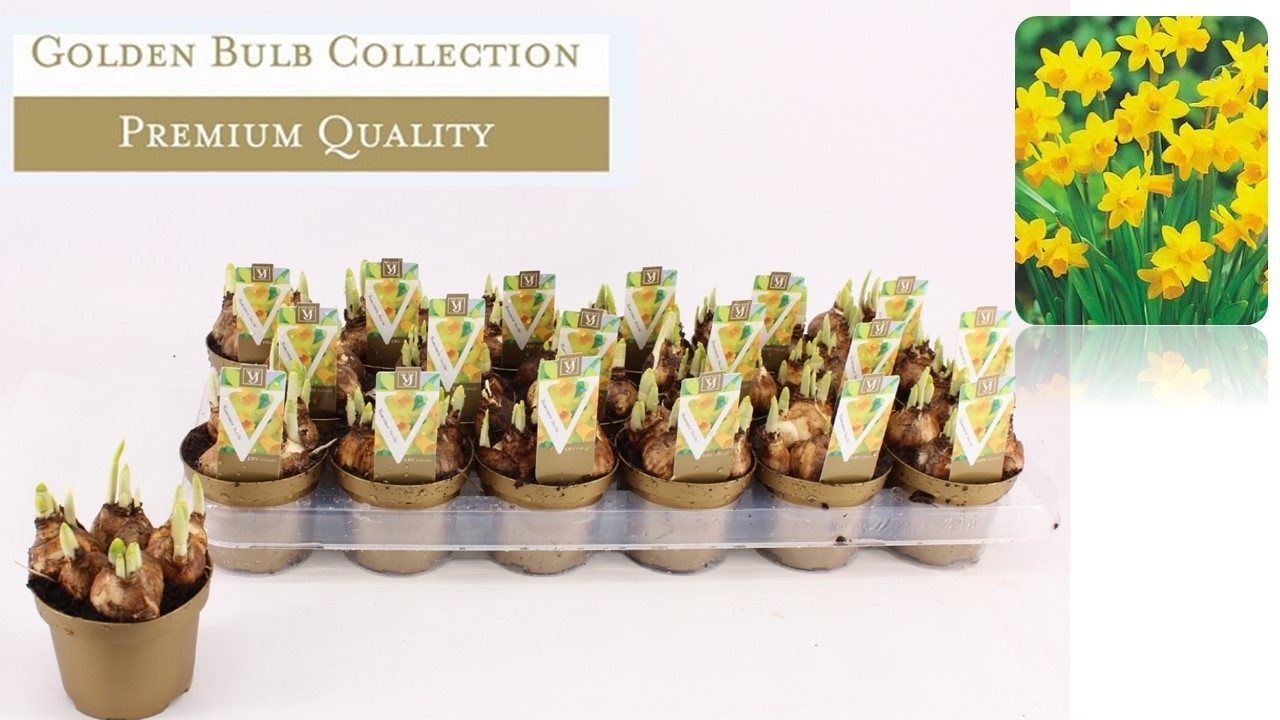 Narcisa Tete A Tete 13 Cm