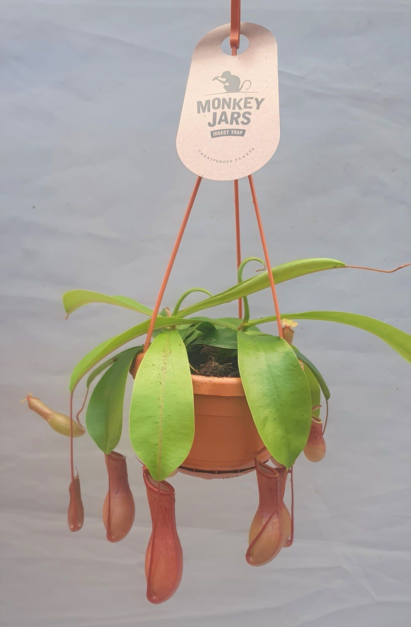 Planta carnivora Alata, in ghiveci