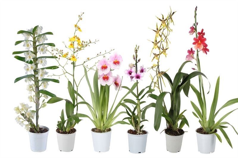 Orhidee, 1 tija, in ghiveci